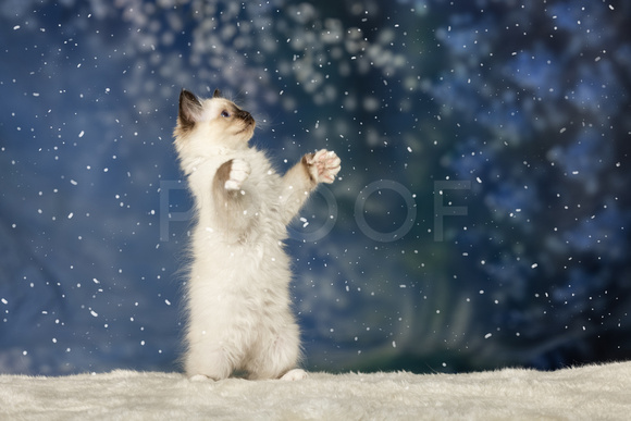 Kitten 127 Snow