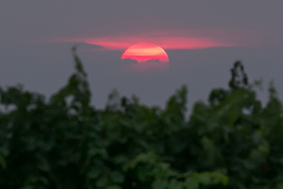 Red Sun through the Vines