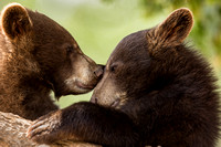 Bear Kisses
