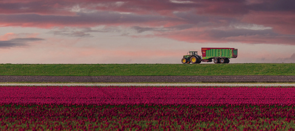 The Netherlands - Truck in the Tulips