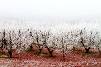 Winter Orchard