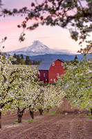 Red Barn with Pear Blossoms & Mt Hood