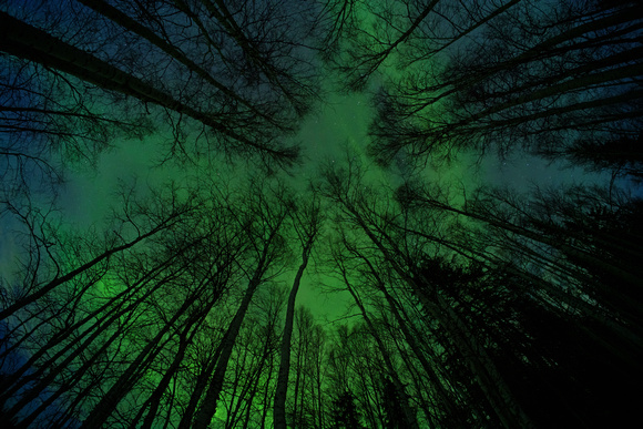 Through the Trees - Fairbanks, Alaska